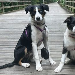 Border Collies and Maremma Sheepdogs from Sweet Clover Creek Farm