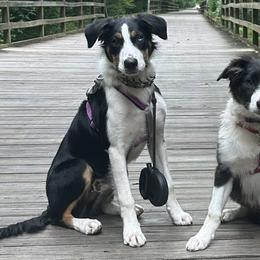 Border Collies and Maremma Sheepdogs from Sweet Clover Creek Farm