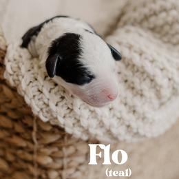 Flo - Black and white female Sheepadoodle puppy in Patterson, California from Dooling Doodles