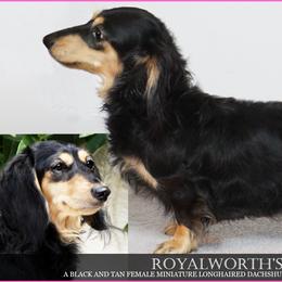 Daphne - Dachshund