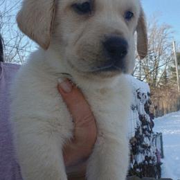 Golden Retriever and Labrador Retriever Puppies from Harvest Moon Farms