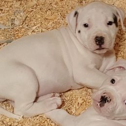 Puppy 8 Brown - White and brindle male American Bulldog puppy in Christiansburg, Virginia from Iron Will American Bulldogs