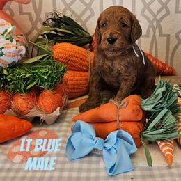Light Blue Boy - Red  male Goldendoodle puppy in Haughton, Louisiana from Bailey’s Cajun Canines