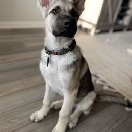 German Shepherd and White Shepherd Puppies from Scenic Creek German Shepherds