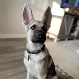 German Shepherd and White Shepherd Puppies from Scenic Creek German Shepherds