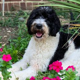 Goldendoodles, Poodles, and Yorkipoos from Morris Doodles Virginia