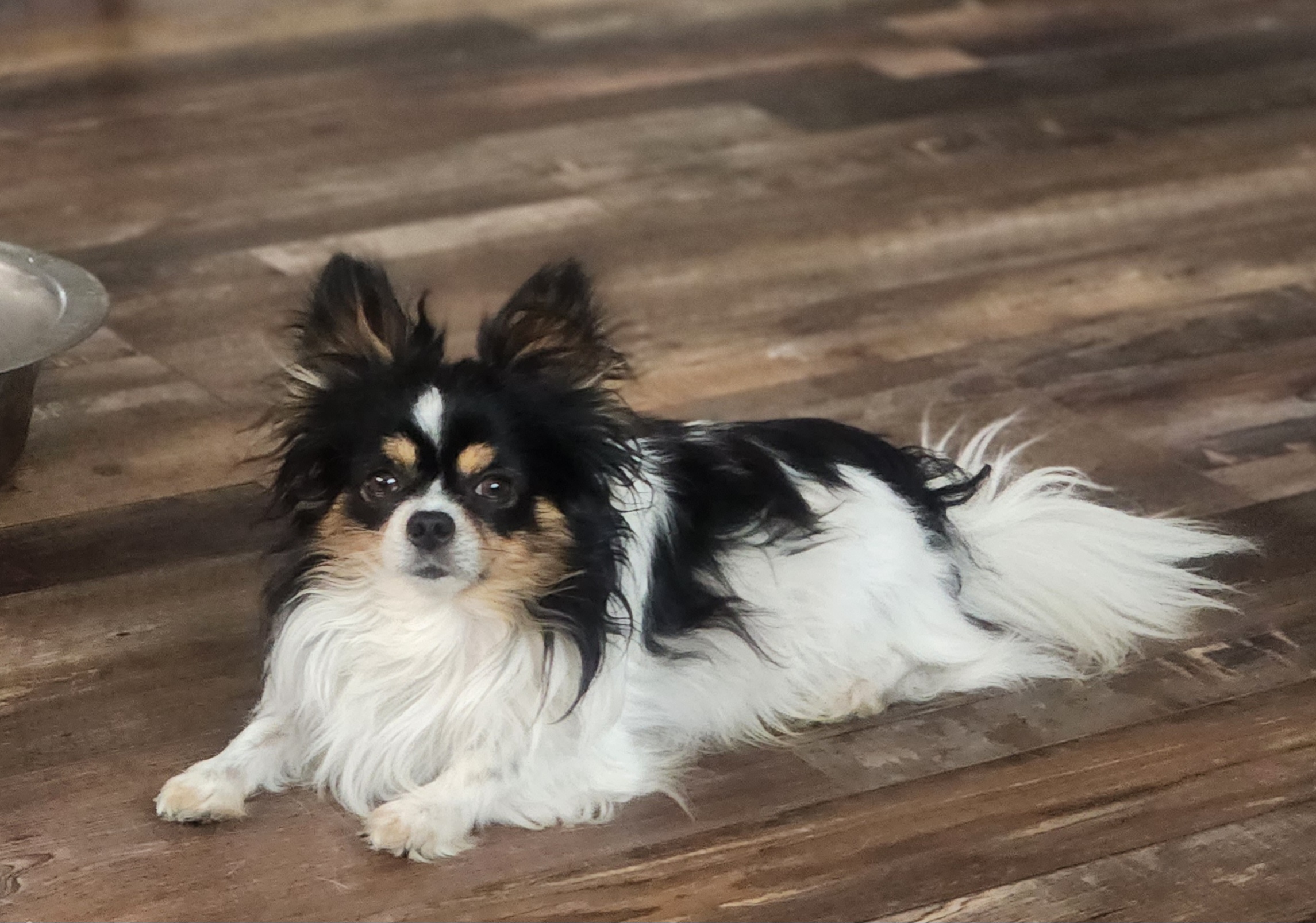 Boogie - Chihuahua