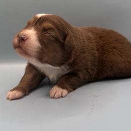 Carly - Red tri-color female Australian Shepherd puppy in New Boston, New Hampshire from Painted Pup Australian Shepherds