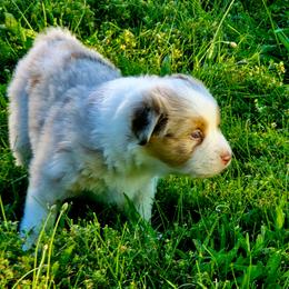 Apple - Red merle female Australian Shepherd puppy in Spencerville, Ohio from Awesome Wigglin Aussies