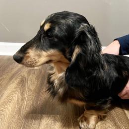 Deacon - Dachshund