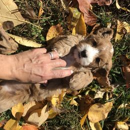 Australian Labradoodle Puppies from Wild Daisy Labradoodles