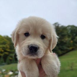 Orange - Light golden male Golden Retriever puppy in Pembroke, Virginia from Springhouse Farms