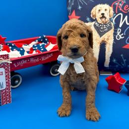 Mikey - Apricot male Goldendoodle puppy in Willacoochee, Georgia from Kitandkboodle's Doodles