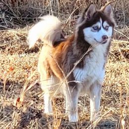 Denali - Pomsky
