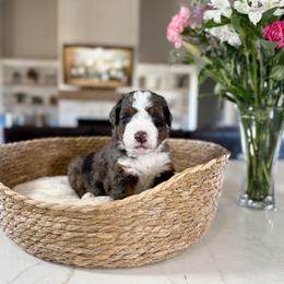 Yellow Collar - Blue Eyes - Blue merle male Bernedoodle puppy in Indiahoma, Oklahoma from Farm Fresh Doodles