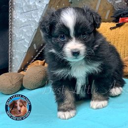 Miniature Australian Shepherd and Toy Australian Shepherd Puppies from Best Little Aussies