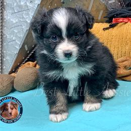 Miniature Australian Shepherd and Toy Australian Shepherd Puppies from Best Little Aussies