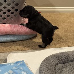 Miniature Schnauzer Puppies from Connie's Mini Schnauzer’s