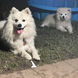 Bandit - American Eskimo Dog