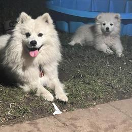 Bandit - American Eskimo Dog