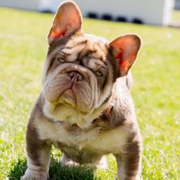 French Bulldog puppies from Christie's Frenchies