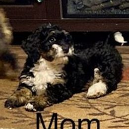 Brandy - Bernedoodle