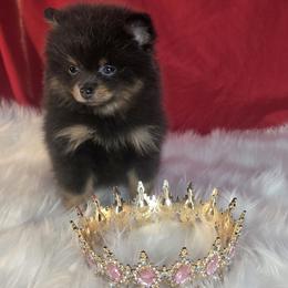 Pomeranian puppies from Pomi Mami Pomeranians