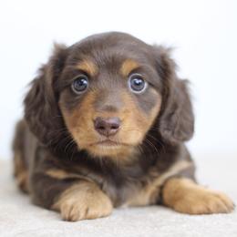 Riley - Chocolate and tan female Dachshund puppy in Alto, Texas from Prima Dachshunds