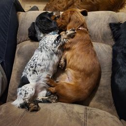 Dachshund All Grown Up from Stoney Mountain Mini Doxies