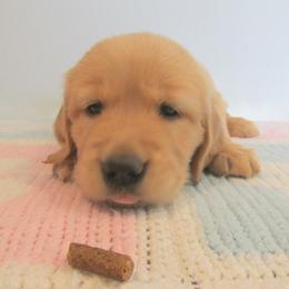 Sadie - Dark golden female Golden Retriever puppy in Orland, California from Elliott's Elite Puppies