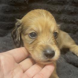 Boy 2 DO NOT FILL OUT APP UNLESS SERIOUS - Cream male Dachshund puppy in Wisconsin from Sabe and Shabe’s Doxies