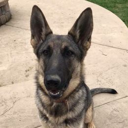 Kenzi - German Shepherd