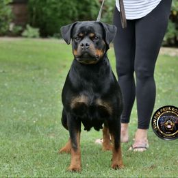 Chikka - Rottweiler