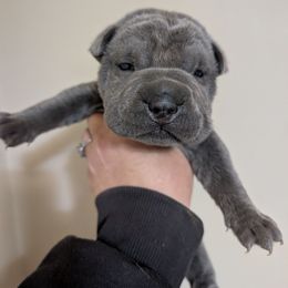 Boy 2 - Blue dilute male Chinese Shar-Pei puppy in Autryville, North Carolina from T&D'S Razen Wrinkles Shar-pei