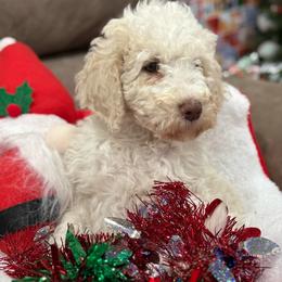 Girl 1 - Parti female Goldendoodle puppy in Cartersville, Georgia from Oodles of doodles nw ga