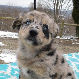 Australian Shepherd Puppies from Wagon Wheel Aussies