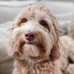 Australian Labradoodles from Mermaid Doodles