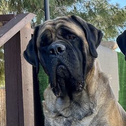 Betty - Mastiff