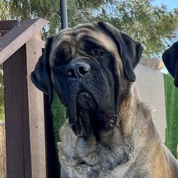 Betty - Mastiff