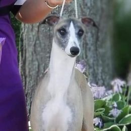 Whippets from Belleauwood Whippets