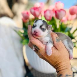 America - Blue female Pomsky puppy in Yavapai County, Arizona from Pawsh Pomskies