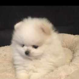 Pomeranian Puppies from Lisas Pomeranians
