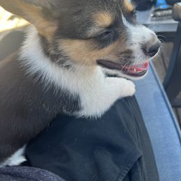 Pembroke Welsh Corgi Puppies from Db’s Pembroke Welsh Corgis