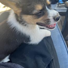 Pembroke Welsh Corgi Puppies from Db’s Pembroke Welsh Corgis