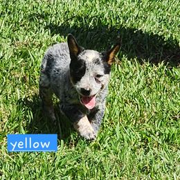 Yellow collar - Blue speckled male Australian Cattle Dog puppy in Smyrna, South Carolina from Wood Haven Farm of SC