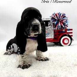 Iris - Black and white female Basset Hound puppy in Dingess, West Virginia from Tuckers' Howling Hounds