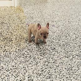 Hart - Blue female French Bulldog puppy in Campbell Hall, New York from Charlie’s Frenchies