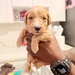 Yellow - Apricot female Goldendoodle puppy in Bakersfield, California from Lavish Doodles
