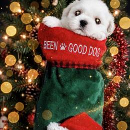 Shichon and Shih Tzu Puppies from Angie’s Teddy Bear Puppies Minnesota
