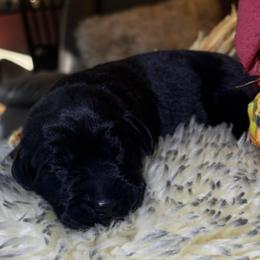 Biscuit - Black male Labrador Retriever puppy in Taylors, South Carolina from Spring Water Labs of the Carolinas